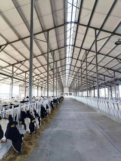杭錦后旗生態(tài)乳業(yè)園區(qū)巴彥淖爾賽科星牧業(yè)奶牛場(chǎng)進(jìn)牛啦