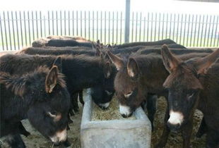 優(yōu)質(zhì)成年三粉驢哪里批發(fā)多少錢一只