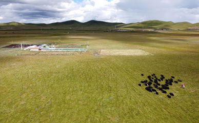 黃河源,風吹草低現牛羊