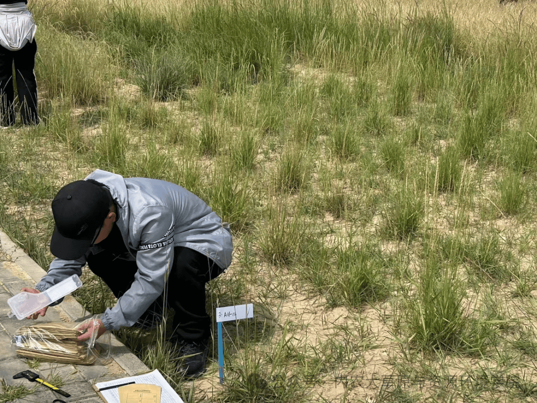 禾本科植物不僅為人類提供了豐富的糧食和飼料資源,還在維護生態(tài)平衡
