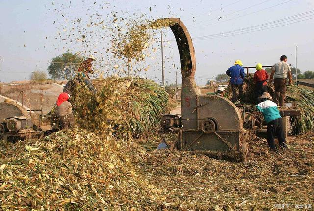 哪些植物適合制作喂羊青貯飼料?5步驟3優點,揭開青貯飼料面紗