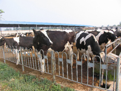 怎么養(yǎng)殖奶牛黑白花奶牛養(yǎng)殖技術(shù)要點