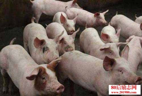 養(yǎng)豬經(jīng)驗 沼氣液喂豬應(yīng)注意的事項