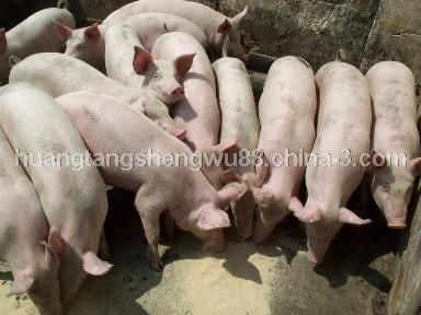 豬用高活性 高純度菌種飼料 全程無抗
