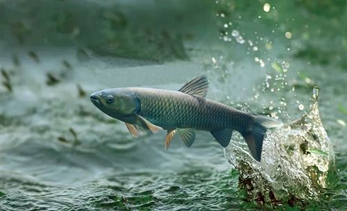 首個草魚腸道微生物基因目錄構(gòu)建