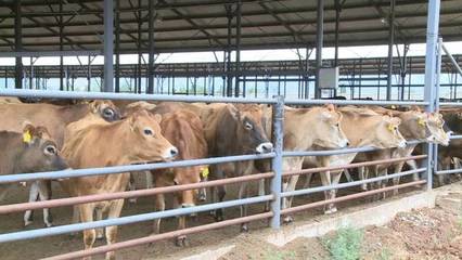 2019年大理州現(xiàn)代奶牛養(yǎng)殖飼料技術(shù)培訓(xùn)在鶴慶縣成功舉辦