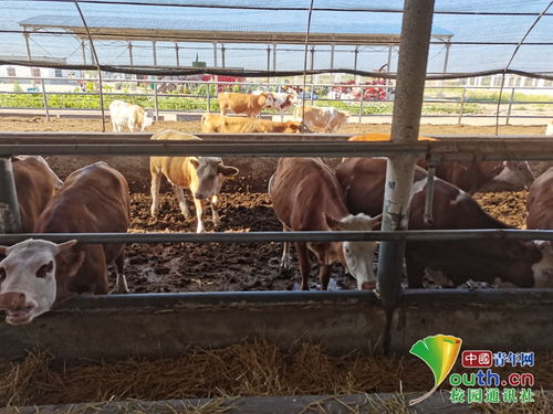 動科學子三下鄉 飼料科技助力養殖，青春服務三農實踐