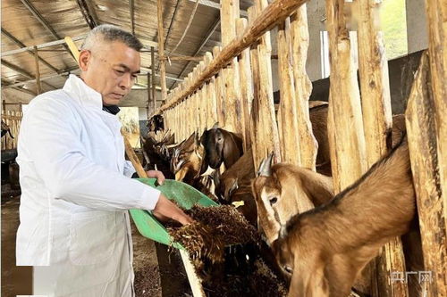 新春走基層 福建順昌科技特派員下鄉傳經送寶，助力羊養殖飼料技術提升
