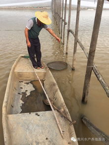 南美白對蝦養殖戶如何科學喂料，實現高效養殖