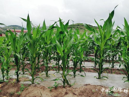 飼料玉米種植助力張家川縣馬鹿鎮畜牧養殖業發展